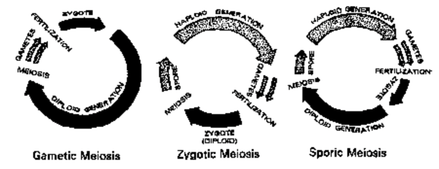 Types of Meiosis